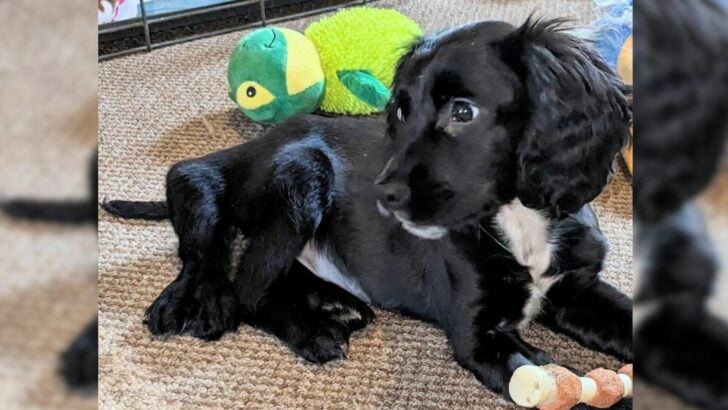 A beautiful, six-legged pup was cruelly abandoned in a car park just because she was a little different.