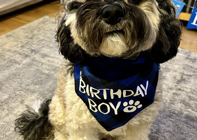 Celebrating Teddy’s 3rd Birthday: A Joyful Day for Our Furry Friend