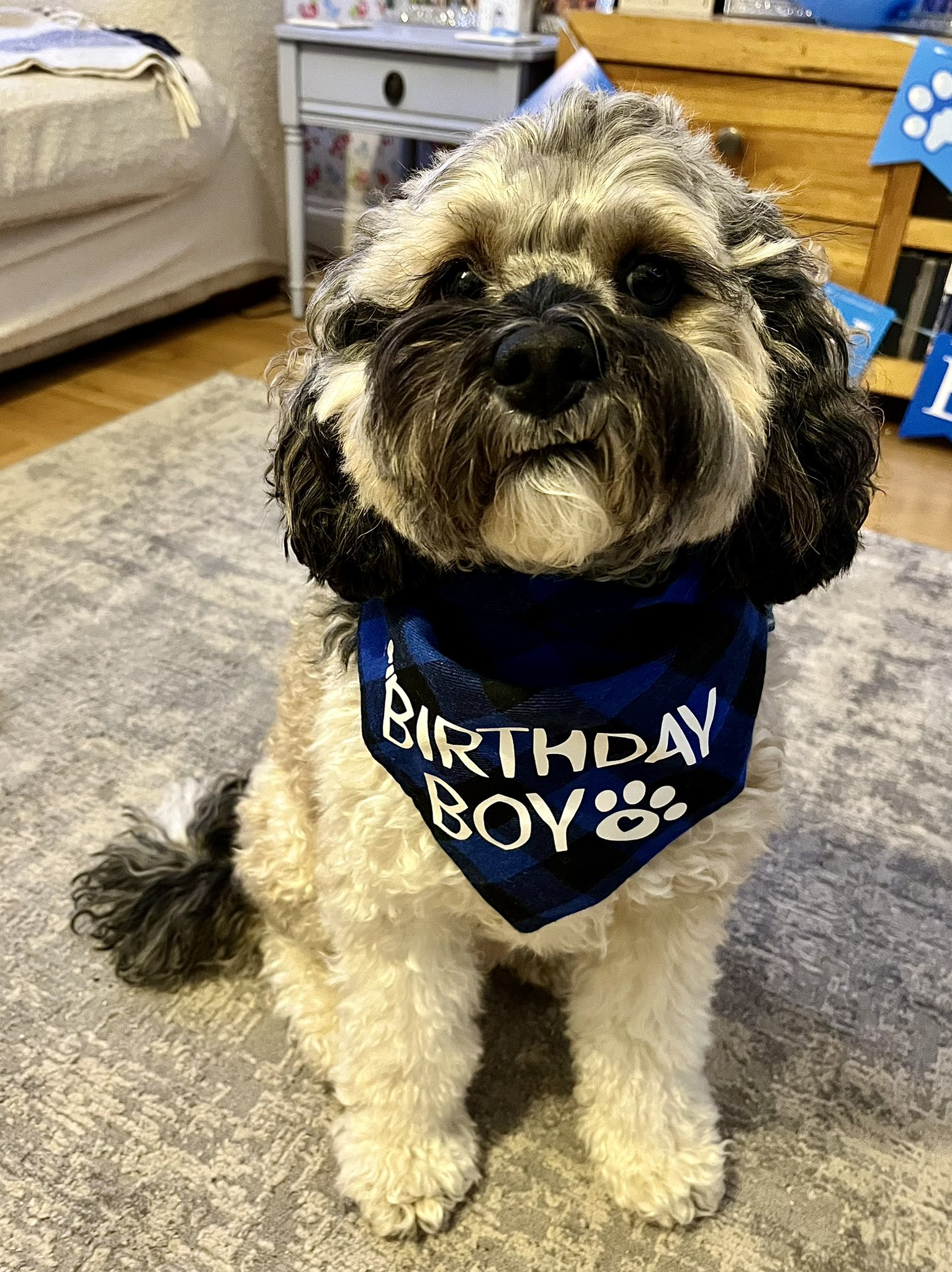 Celebrating Teddy’s 3rd Birthday: A Joyful Day for Our Furry Friend