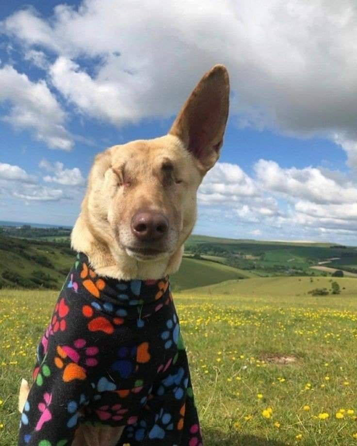 Meet Oliver, the One-Eyed Wonder Dog