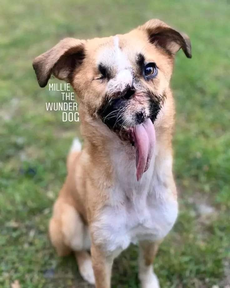 Meet Charlie, the Heartwarming Birthday Pup