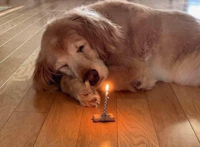 Triumph Over Tragedy: Celebrating Sparky’s 7th Birthday with Unwavering Joy