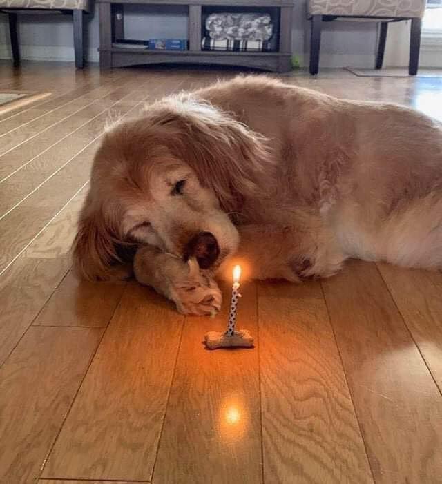 Triumph Over Tragedy: Celebrating Sparky’s 7th Birthday with Unwavering Joy