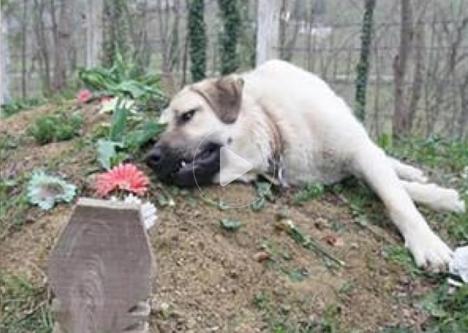 Eternal Loyalty: A Dog’s Daily Pilgrimage to His Master’s Grave Warms Hearts Worldwide