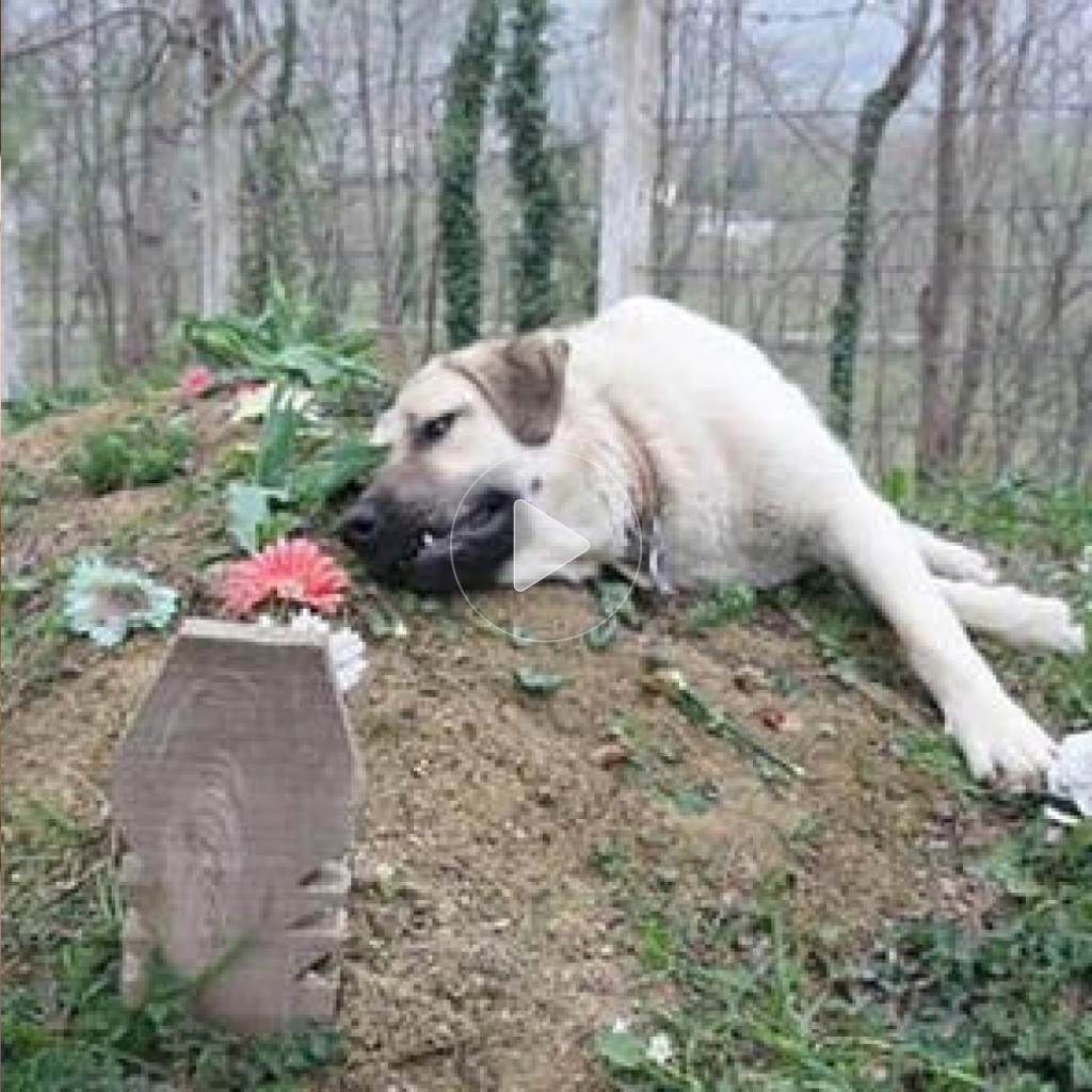 Eternal Loyalty: A Dog’s Daily Pilgrimage to His Master’s Grave Warms Hearts Worldwide