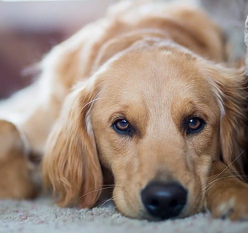 Celebrating Baxter’s 5th Birthday: A Heartwarming Golden Retriever Celebration