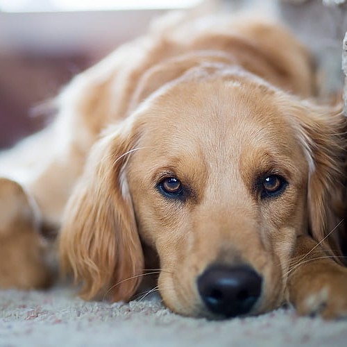 Celebrating Baxter’s 5th Birthday: A Heartwarming Golden Retriever Celebration