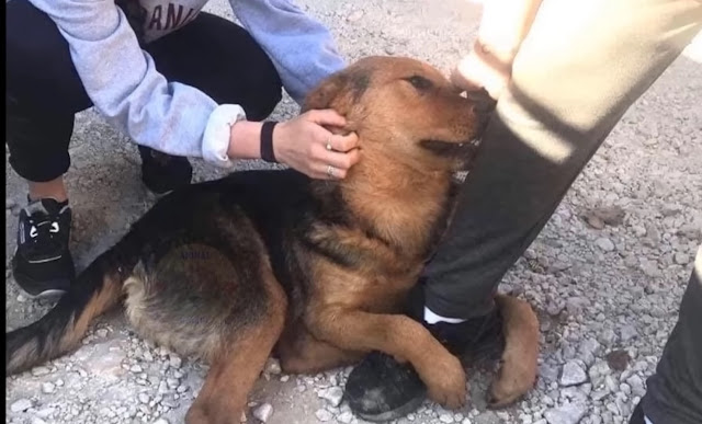 He begs strangers passing by to pet him on the street, pleading, “Please don’t leave me alone,” conveying a strong desire for companionship and attention.