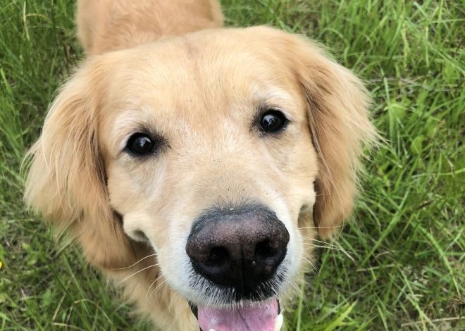 Celebrating Bailey’s 4th Birthday: A Golden Retriever’s Joyful Journey