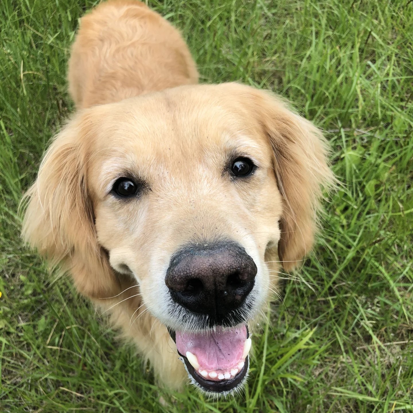 Celebrating Bailey’s 4th Birthday: A Golden Retriever’s Joyful Journey