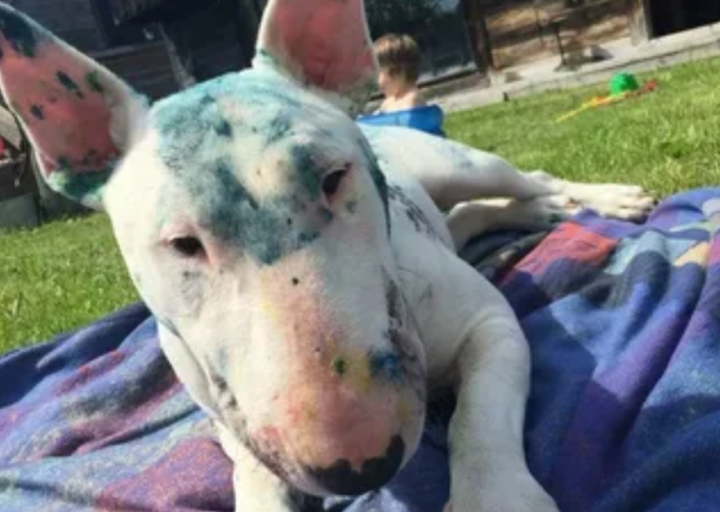 Celebrating Doug: A Senior Bull Terrier Mix with a Heart of Gold