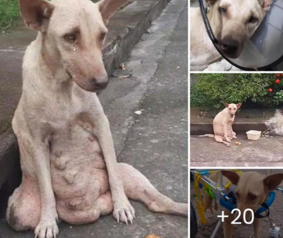 A dog stood silently on the road, crying and suffering for days. No one passing by stopped to help.