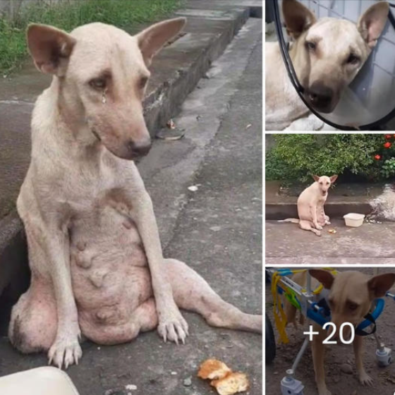 A dog stood silently on the road, crying and suffering for days. No one passing by stopped to help.