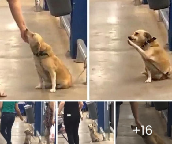 An abandoned dog, left at the door of a supermarket, captures hearts with his endearing behavior while searching for a new home.