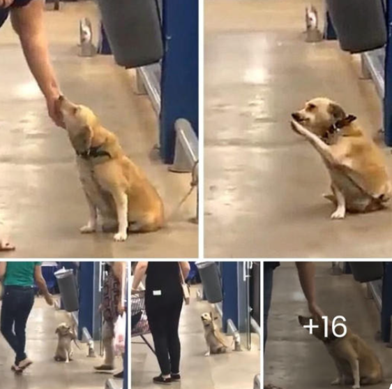 An abandoned dog, left at the door of a supermarket, captures hearts with his endearing behavior while searching for a new home.