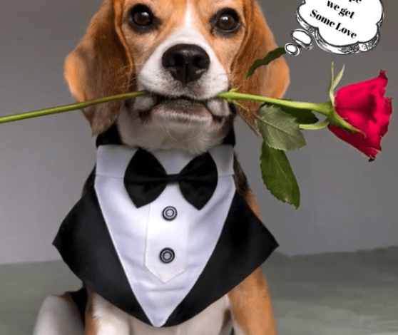 The Enchanting Beagle: A Fashionable Friend with a Heartwarming Secret