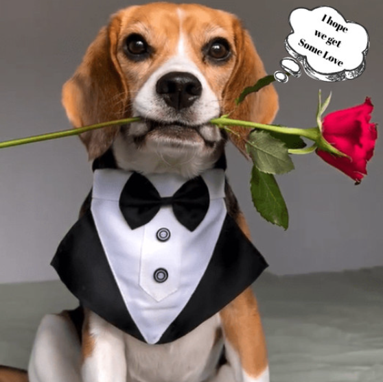 The Enchanting Beagle: A Fashionable Friend with a Heartwarming Secret