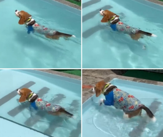 Beagle Enjoys a Refreshing Swim: A Delightful Summer Adventure