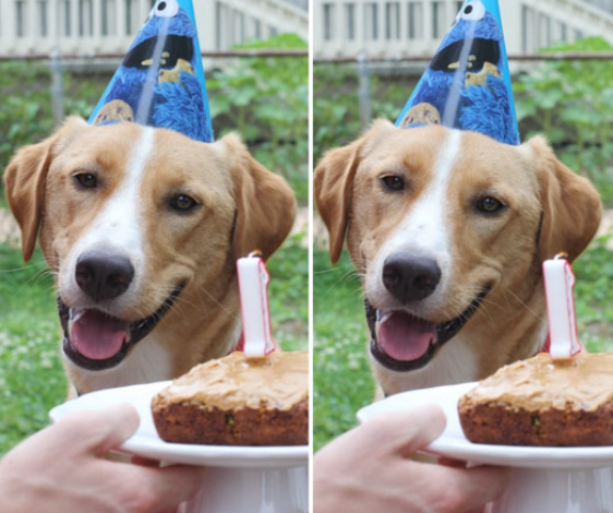 Happy 1st Birthday: A Beagle’s First Celebration of Companionship