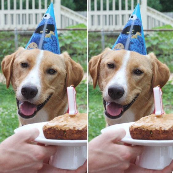 Happy 1st Birthday: A Beagle’s First Celebration of Companionship