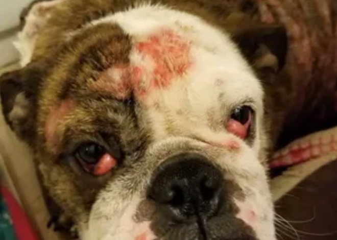 Celebrating Buster’s 5th Birthday: A Tribute to Our Beloved Brindle Bulldog