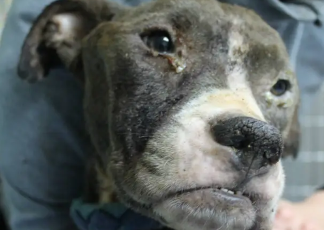 Celebrating Baxter: The Inspiring Journey of a Resilient Pit Bull