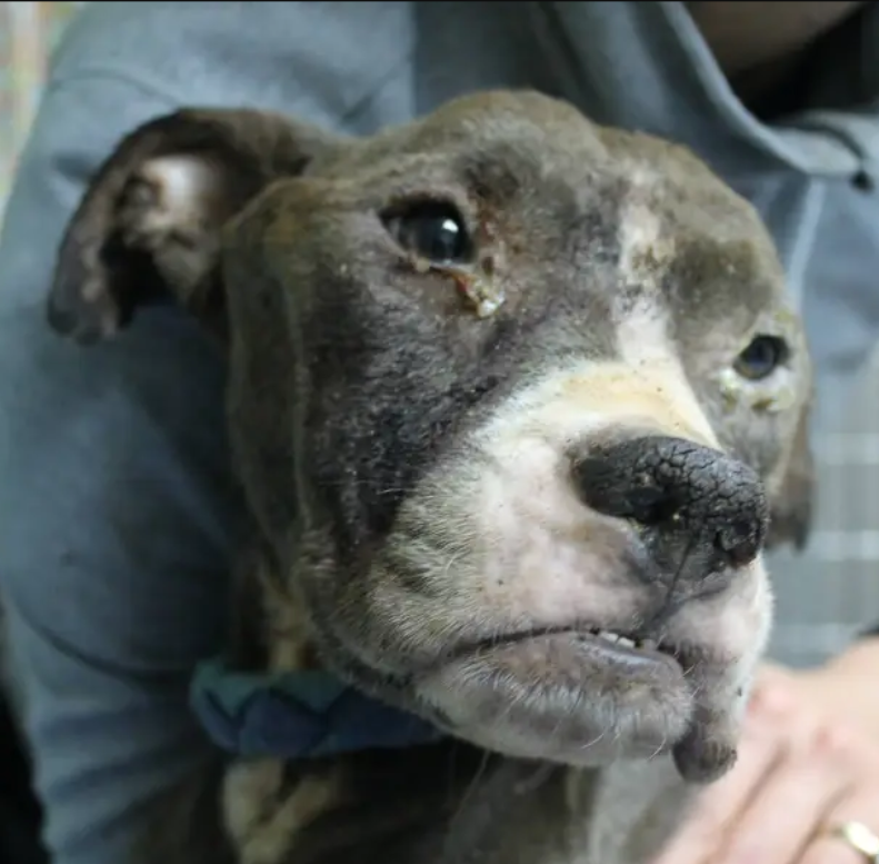 Celebrating Baxter: The Inspiring Journey of a Resilient Pit Bull