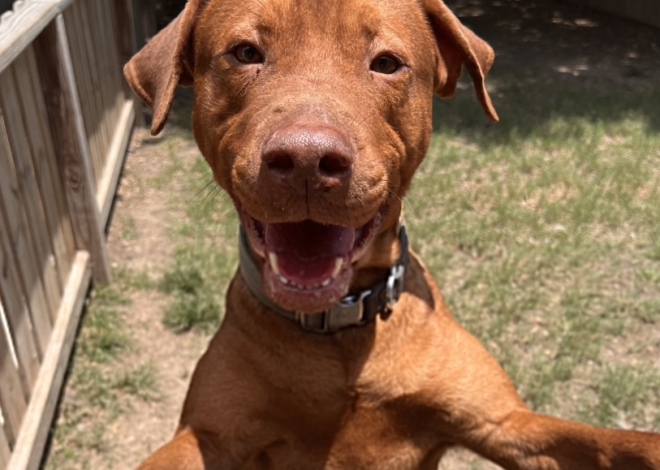 2-Year-Old Cuddles Turns Two: A Paw-some Birthday Party!