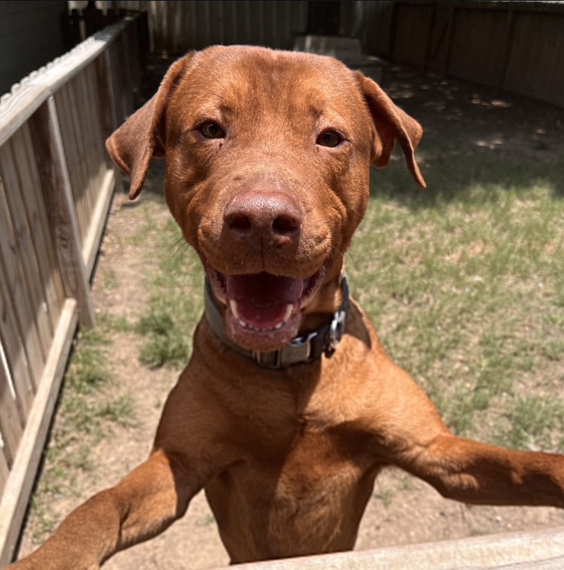 2-Year-Old Cuddles Turns Two: A Paw-some Birthday Party!