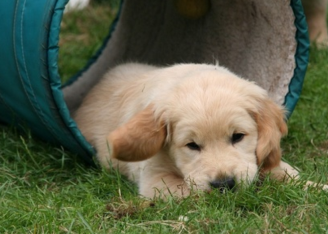 Celebrating Milo’s First Birthday: A Golden Retriever’s Joyous Milestone