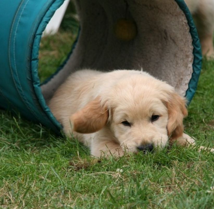 Celebrating Milo’s First Birthday: A Golden Retriever’s Joyous Milestone