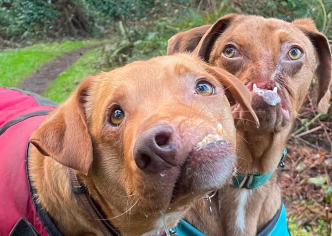 Double the Joy: Celebrating Rocky and Finn’s First Birthday