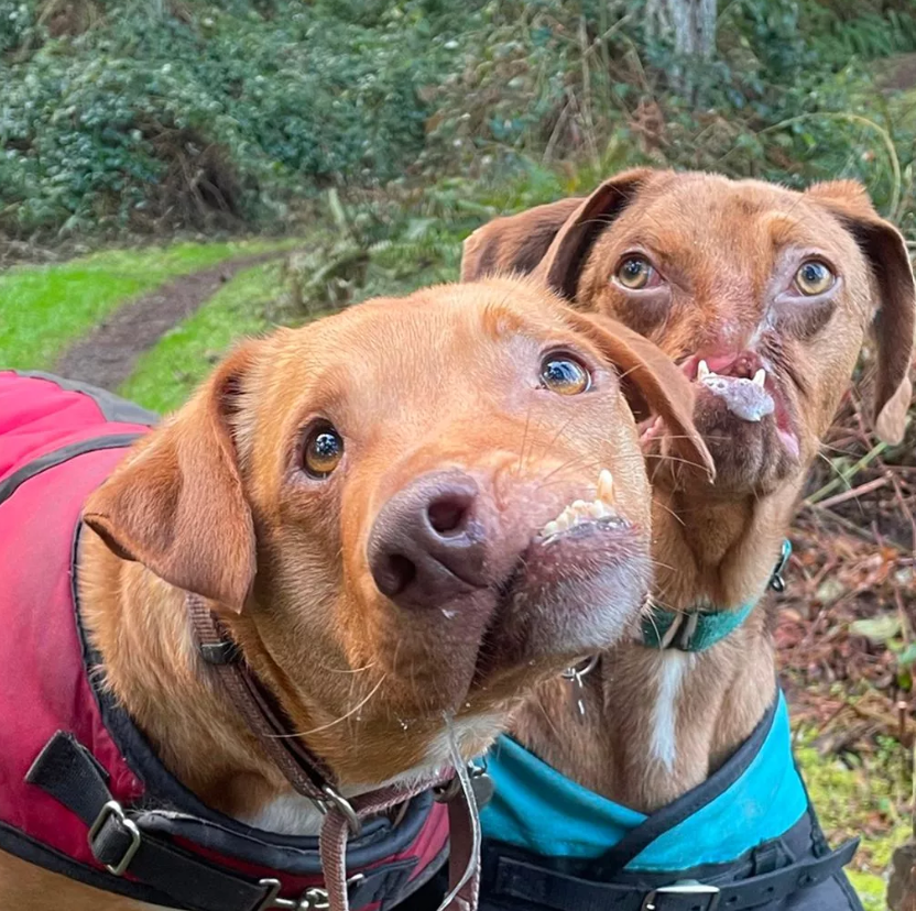 Double the Joy: Celebrating Rocky and Finn’s First Birthday