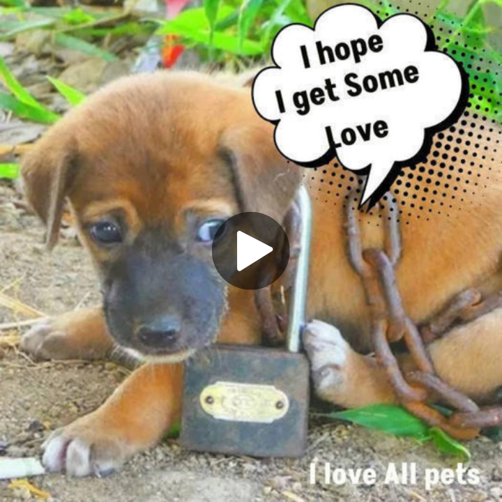 Abandoned Puppy Found Near Old Hut, Bound by an Oversized Chain