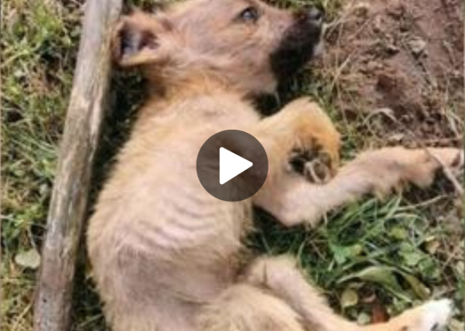 A malnourished puppy, feeling scared and desperate, was abandoned by his heartless owners and left in a landfill.