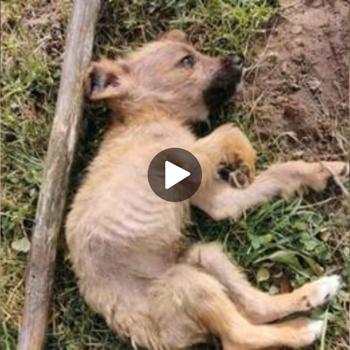 A malnourished puppy, feeling scared and desperate, was abandoned by his heartless owners and left in a landfill.