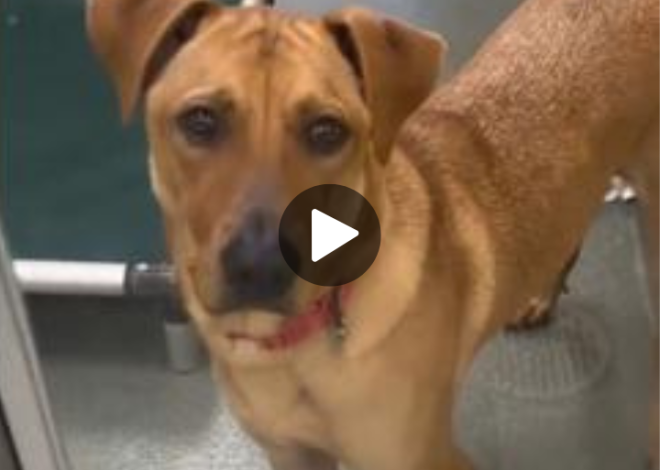 This sweet pup felt heartbroken after being surrendered to a shelter for the third time.