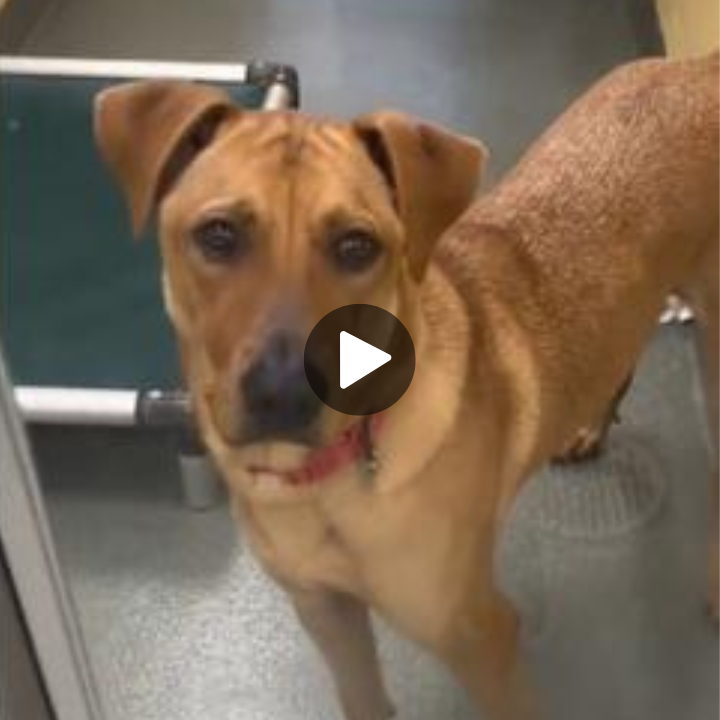 This sweet pup felt heartbroken after being surrendered to a shelter for the third time.