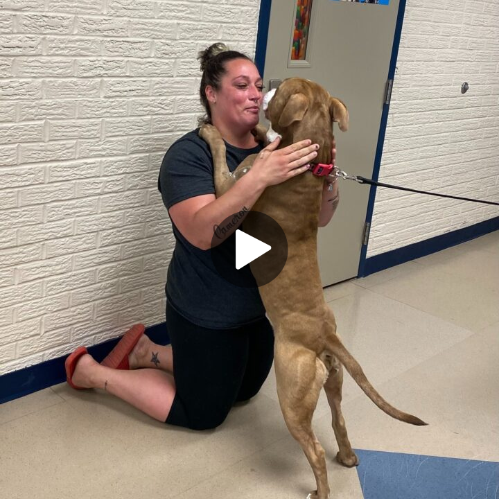 Lost dog Loki finally reunites with his owner after being missing for two long years