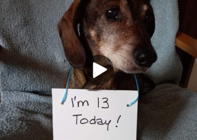 A Pup’s Silent Birthday: Honoring the 13th Year of a Loyal Companion Who Yearns for Warm Wishes