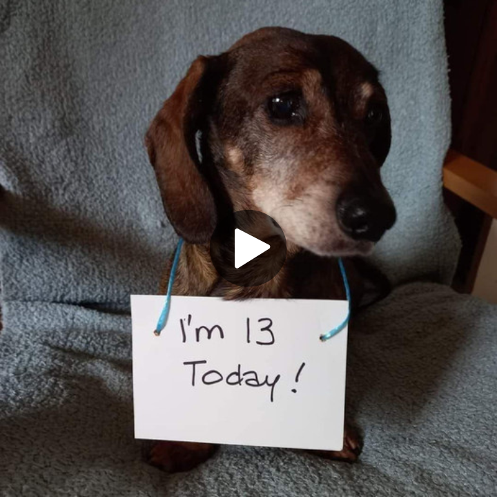 A Pup’s Silent Birthday: Honoring the 13th Year of a Loyal Companion Who Yearns for Warm Wishes