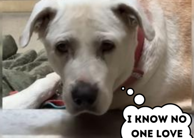 Man Sings to an Abandoned Dog: Her Emotional Response to the Song Will Bring Tears to Your Eyes