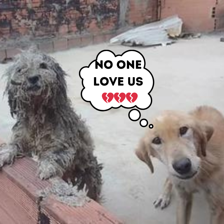 Neighbors Stunned by Sight of Two Furry Babies Stranded on Rooftop, Pleading for Food and Assistance