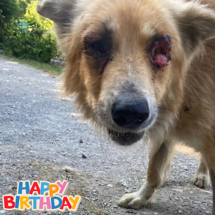 Happy Birthday, Charlie! From Heartache to Happiness: A Resilient Pup’s Journey