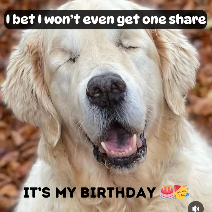 Celebrating Rex’s Birthday: The Golden Retriever with a Heart of Gold