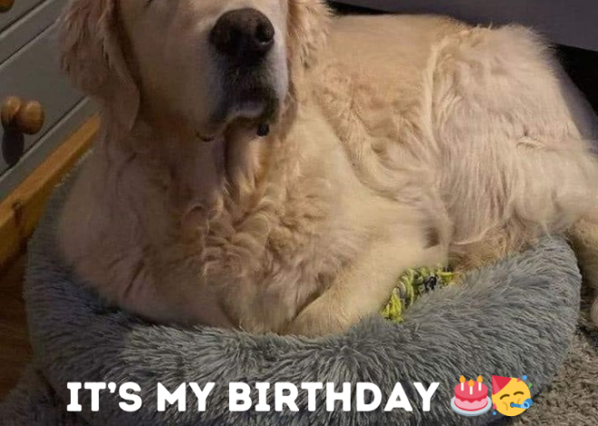 Celebrating Buddy’s Ninth Birthday: A Day of Joy and Pawsitive Vibes