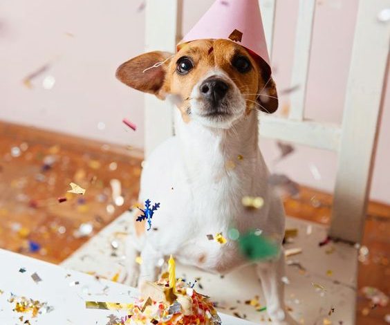 Celebrating Rocky: A Dog’s Unforgettable Birthday Bash!