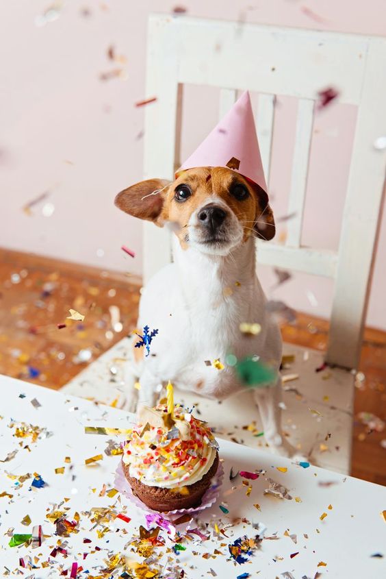 Celebrating Rocky: A Dog’s Unforgettable Birthday Bash!