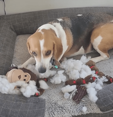 Sparky’s Epic 5th Birthday Bash: Unwrapping the Ultimate Present