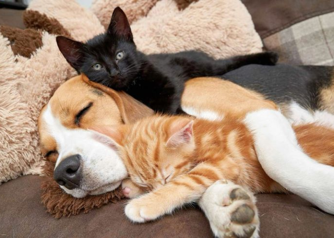 The Hesitant Beagle Turns Babysitter for Two Kittens, Forming an Unbreakable Bond of Love